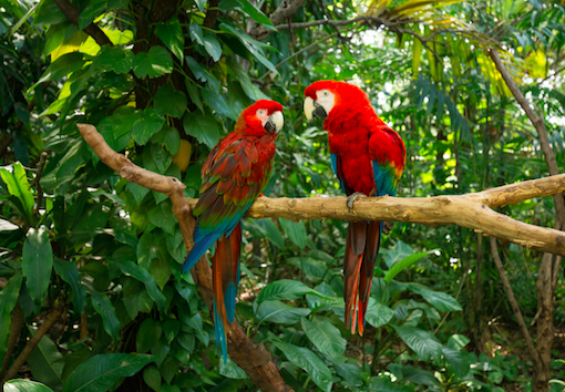 Vote for Jungle Island